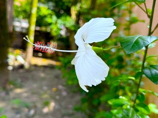 Single white hibiscus flower blooms showing stamen and leaves on a branch during daytime