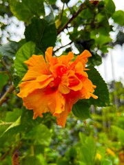 Upward view captures the beauty of a vibrant orange hibiscus flower among green leaves