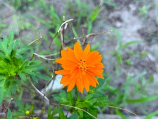 Vibrant orange cosmos flower blooms beautifully amidst lush green leaves during bright daylight