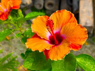 Vibrant orange hibiscus bloom showcases red pistil and green foliage in a high resolution photo