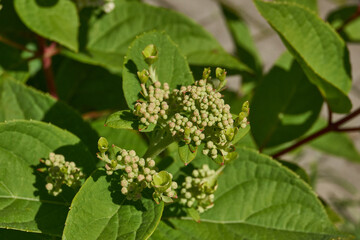 The inflorescences of hydrangea (lat. Hydrangea) are blooming. Hydrangea blooms in the garden.