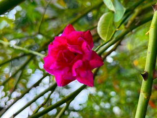 Vivid rose blooms intensely in the garden with petals glowing, offering vibrant beauty
