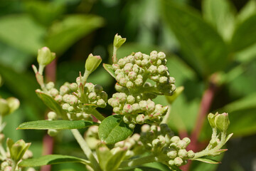 The inflorescences of hydrangea (lat. Hydrangea) are blooming. Hydrangea blooms in the garden.