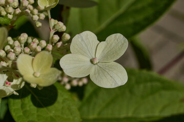 The inflorescences of hydrangea (lat. Hydrangea) are blooming. Hydrangea blooms in the garden.
