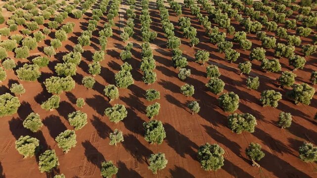 Aerial drone shot of olive tree plantations and farmlands in southern Italy, Puglia region