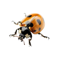 Fototapeta premium Ladybug close-up, studio shot, black background, insect detail, nature photography