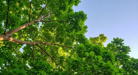 Fototapeta premium Green Canopy Against a Blue Sky: A Tranquil Nature Scene Showcasing Lush Foliage and Serene Light