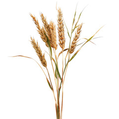 Ripe wheat stalks harvest field background food