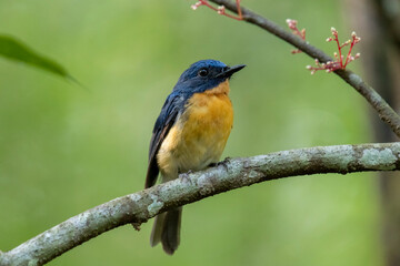 Tickell's blue flycatcher perched on tree branch in a nice green background.