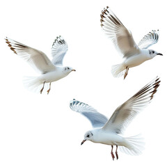 Obraz premium Three gulls soaring, wings spread, coastal background, nature photography, website design