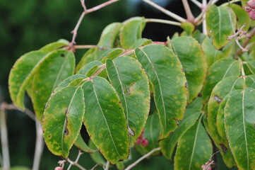 Close-up of glossy green leaves of Euscaphis japonica (Mal-o-jum-dde), admired for ornamental charm and potential traditional medicinal uses. Photographed in Korea.