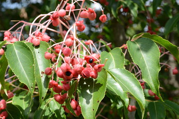 Euscaphis japonica (Thunb.) Kanitz (Mal-o-jum-dde) unripe green fruit clusters with ornamental...