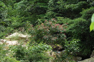 Euscaphis japonica (Thunb.) Kanitz (Mal-o-jum-dde) full tree view in natural habitat with...