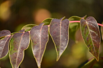 Euscaphis japonica (Thunb.) Kanitz (Mal-o-jum-dde) green leaves with ornamental beauty and...