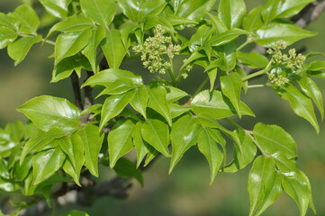 Euscaphis japonica (Thunb.) Kanitz (Mal-o-jum-dde) blooming greenish-white flowers with ornamental appeal and medicinal value. Photographed in Korea.
