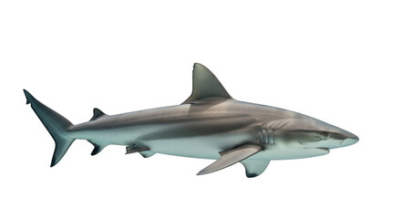 Fototapeta premium A gray shark isolated on a transparent background