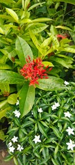 close up shot of Ixora Red Flower Plant.