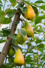 Ripe Pears Hanging From a Branch in an Orchard During Daytime