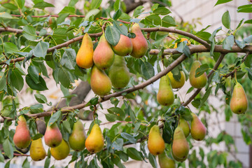 Pears Growing on a Tree Branch in a Garden During Late Summer