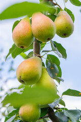 Pears Ripening on a Tree Under Clear Blue Sky During Summer