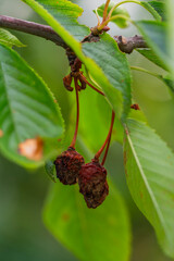 Hanging Dried Cherries on a Tree Branch in a Lush Green Garden