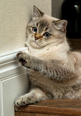 Cat Playfully Reaching at Corner in Cozy Indoor Setting