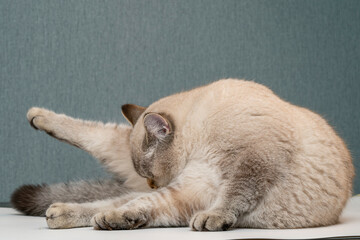 Cat Grooming Itself at Home on a Soft Surface During Daylight