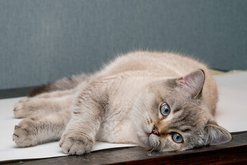 Relaxed Cat Resting on a Surface in a Cozy Indoor Setting