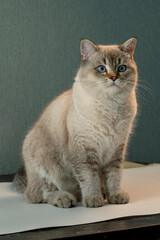 Fluffy Cat Poses Elegantly Against a Soft Background Indoors
