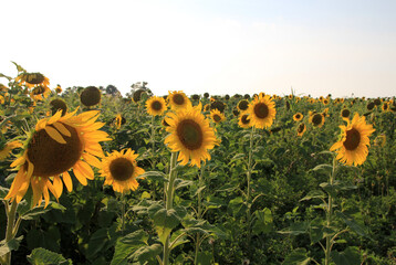Blooming sunflowers in sunflower farm