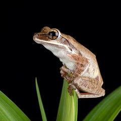 Obraz premium Small frog perched on a leaf