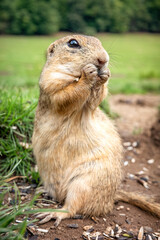 European ground squirrel eating food. Cute animal