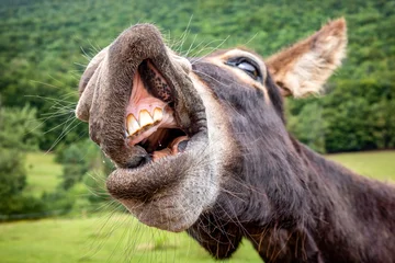 Fototapeten Esel Funny close up of donkey showing teeth and smiling into camera on green pasture, humorous animal portrait symbolizing joy, curiosity and rural countryside life  © Jaroslav Moravcik