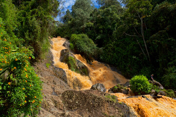 Bananas tree with Colombian waterfall of Tequendamita in the background near Medellin.