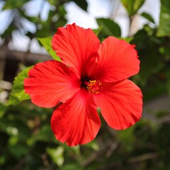 Vibrant red hibiscus flower (1)
