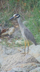 Un oiseau échassier gris posé dans un champ