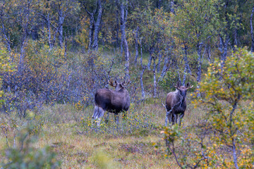 Moose grazing in the wild in Lofoten Islands, Norway, surrounded by autumn vegetation and trees.