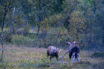 Moose grazing in the wild in Lofoten Islands, Norway, surrounded by autumn vegetation and trees.