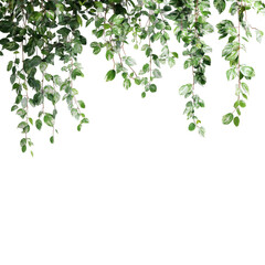 Hanging greenery border