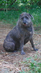 Un petit chien assis dans un champ