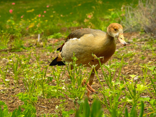 Juvenile Egyptian Goose Venturing Out Alone