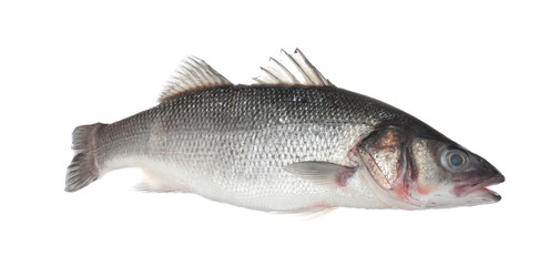 Fresh raw seabass fish isolated on white. Organic seafood