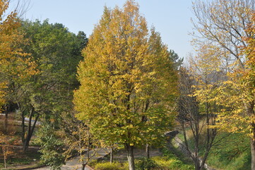 Naklejka premium Cercidiphyllum japonicum (Gye-su-na-mu) full tree with symmetrical crown and ornamental value. Photographed in Korea.