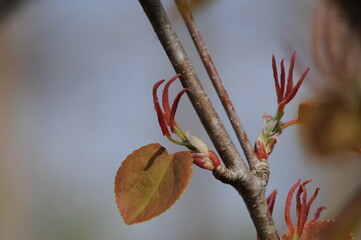 Cercidiphyllum japonicum (Gye-su-na-mu) female flower with visible pistils. Photographed in Korea.