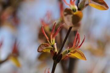 Cercidiphyllum japonicum (Gye-su-na-mu) female flower with visible pistils. Photographed in Korea.