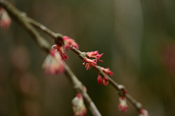 Cercidiphyllum japonicum (Gye-su-na-mu) male flower showing delicate stamens. Photographed in Korea.