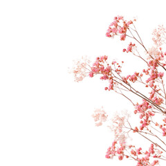 Delicate pink flowers clustered on branches