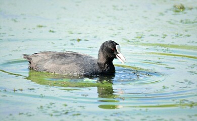 great crested grebe eurasian coot