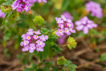 Fototapeta premium Lantana Morada, Banderita Española, Siete Colores.