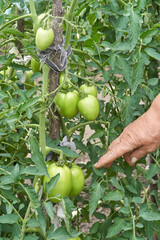 Caucasian mature hand pointing at green tomatoes on vine in a garden setting.